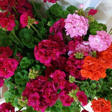 La Canzanella 4* Naples